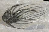 Very Rare, Spiny Heliopeltis Trilobite - Issoumour, Morocco #154296-1